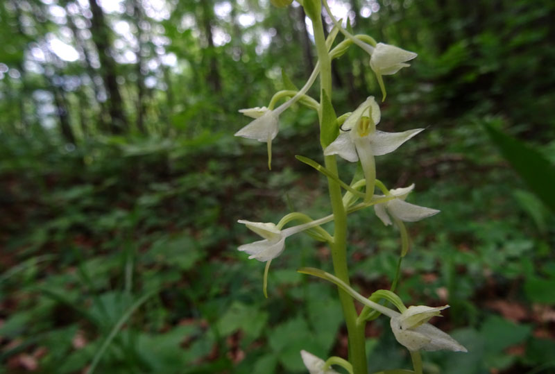 Platanthera bifolia o P. chlorantha ?.....bifolia !